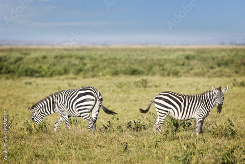 plain zebras