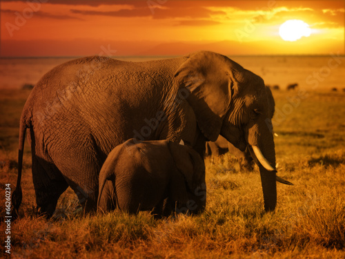 Canvas Print Forest elephant with her calf at sunset