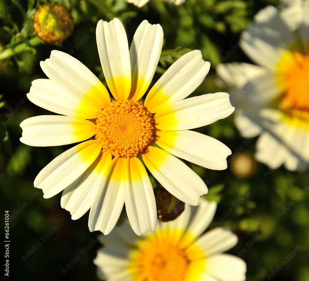 Fototapeta premium Splendid wild daisy in spring