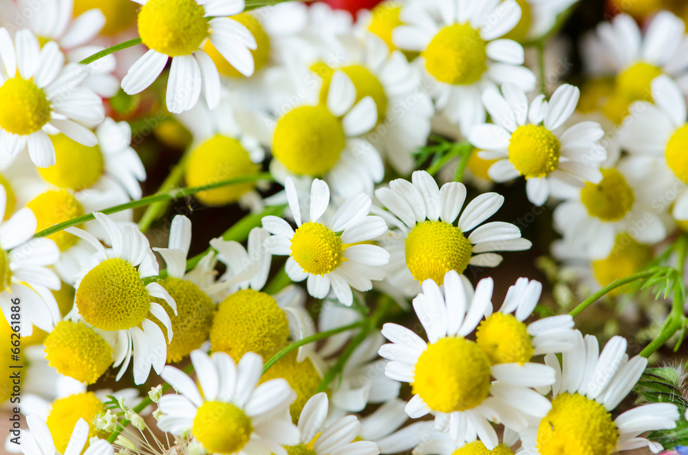 Fototapeta premium camomile flower