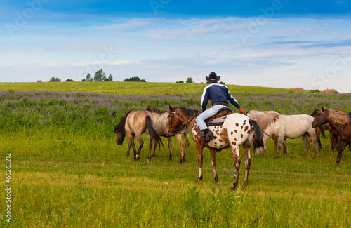 cowboy on a skewbald horse drives herd of horses