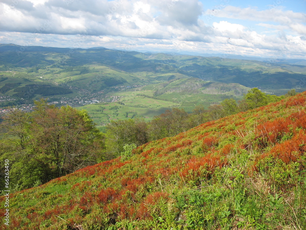 Склоны Карпатских гор, покрытые рыжими полянами черники