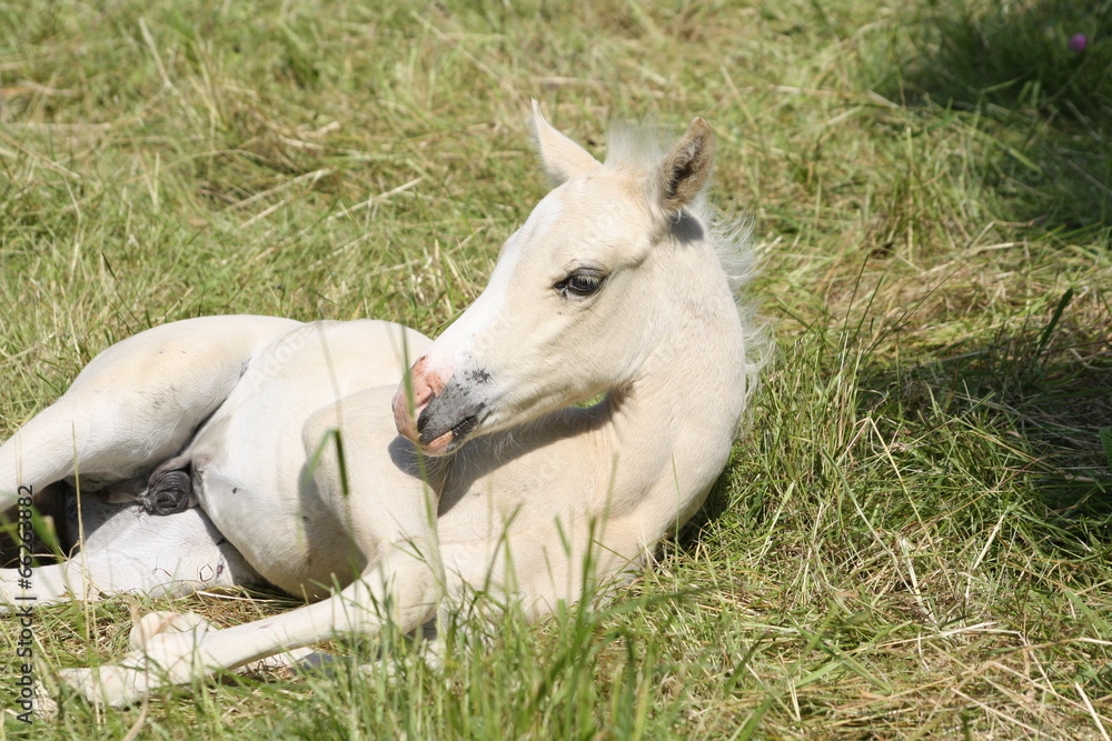 Obraz premium poulzin couché