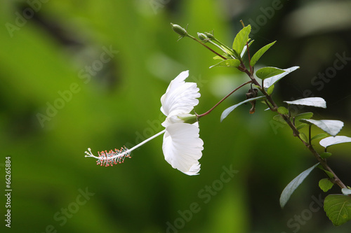 White hibiscus flower photo