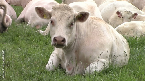 Wallpaper Mural Cows charolais resting pasture Torontodigital.ca