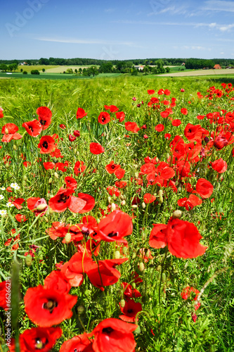 Fototapeta Naklejka Na Ścianę i Meble -  Klatschmohn im Getreidefeld, landschaftliche Idylle