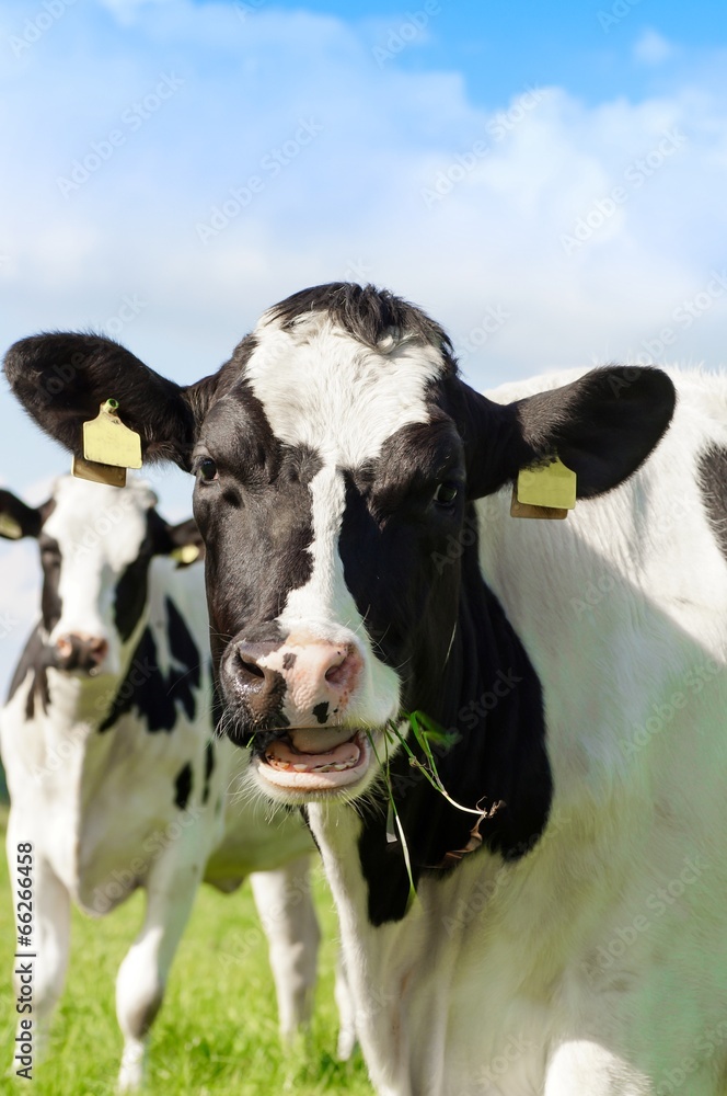 Wiederkäuendes Rind mit Gras in der Schnauze