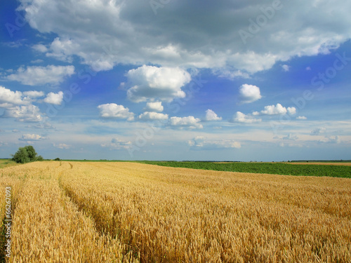 Golden wheat field with cloudy sky in background