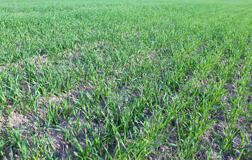 Many young seedlings of green grass Many young seedlings of green grass