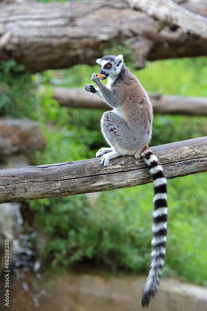 Obraz premium Ring-tailed lemur (Lemur catta) eating a fruit