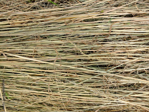 Dry hay on the meadow.