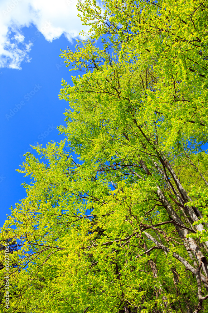 Trees and blue sky