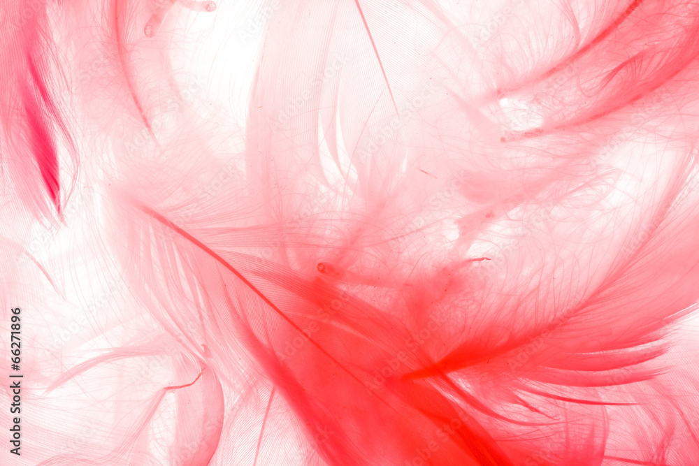 Color feathers Color feathers