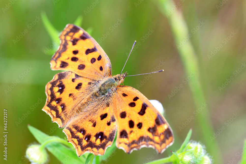 Asian Comma butterfly (Polygonia c-aureum) in Japan Asian Comma butterfly (Polygonia c-aureum) in Japan