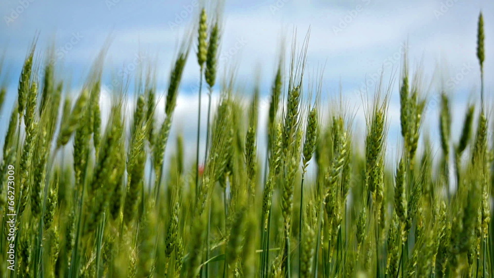 Green ears of wheat waving against strong wind on the sky backgr Green ears of wheat waving against strong wind on the sky backgr
