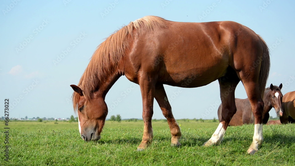 Brown horse grazing in a meadow. In the background is a herd of Brown horse grazing in a meadow. In the background is a herd of