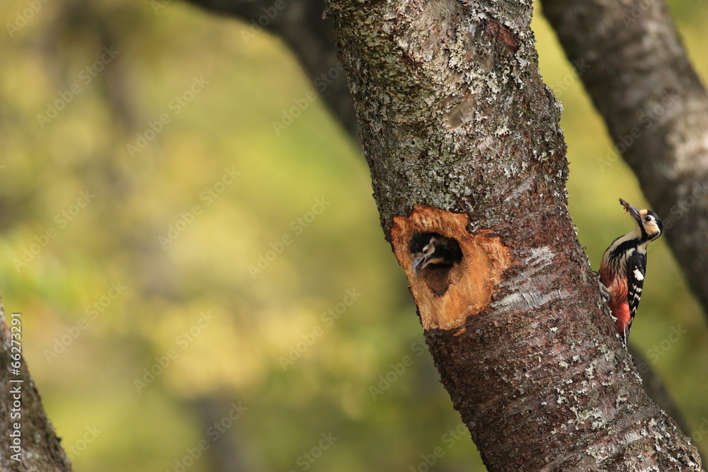 White-backed Woodpecker (Dendrocopos leucotos) nesting in Japan White-backed Woodpecker (Dendrocopos leucotos) nesting in Japan