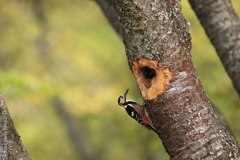 White-backed Woodpecker (Dendrocopos leucotos) nesting in Japan White-backed Woodpecker (Dendrocopos leucotos) nesting in Japan
