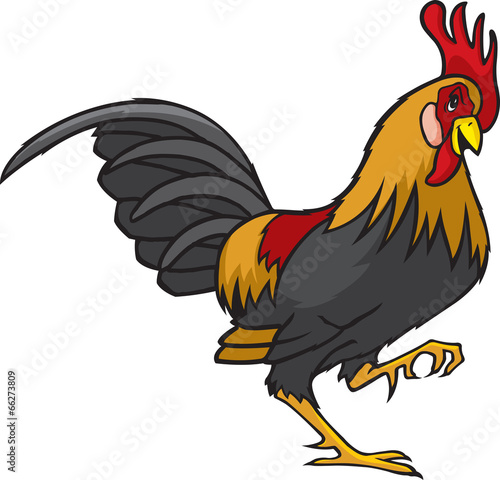 Rooster