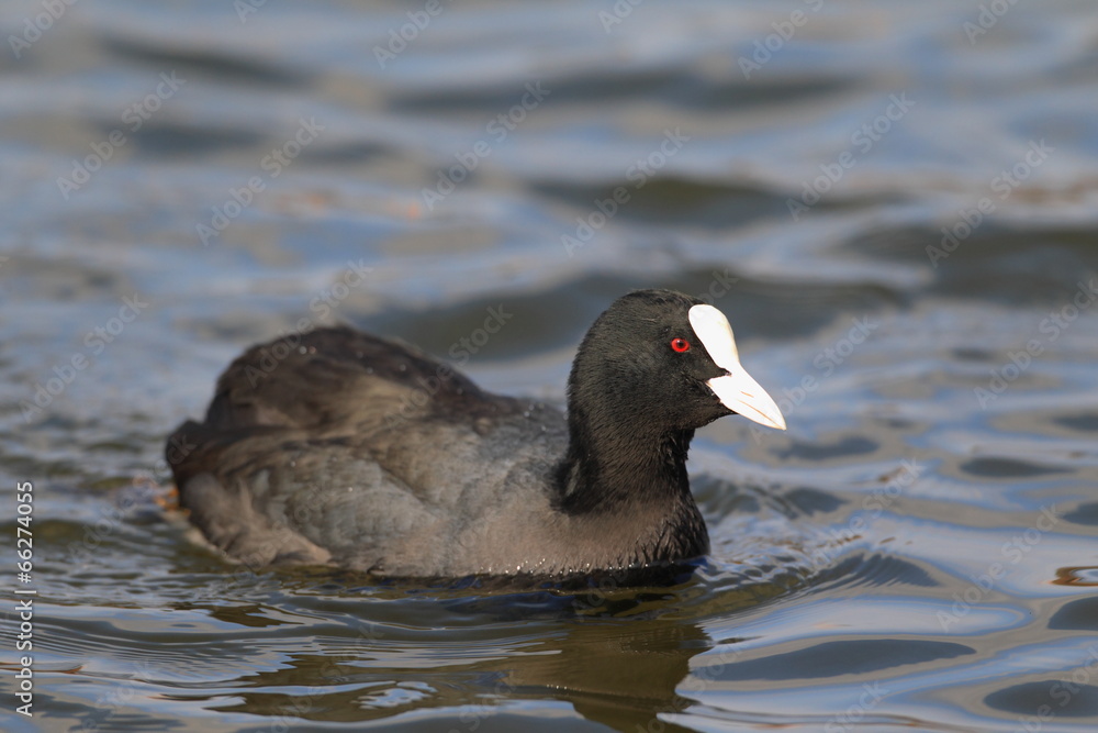 Eurasian or common coot (Fulica atra) in Japan Eurasian or common coot (Fulica atra) in Japan