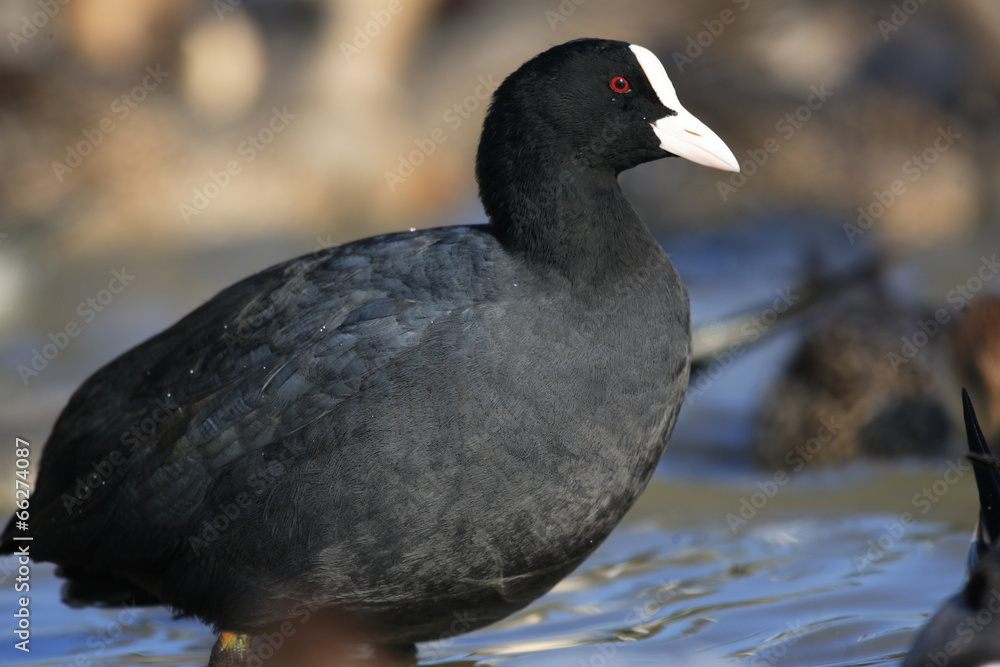 Eurasian or common coot (Fulica atra) in Japan Eurasian or common coot (Fulica atra) in Japan
