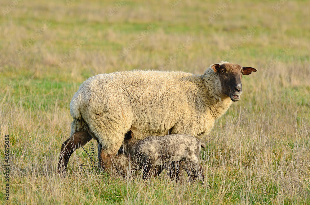 Obraz premium Spring Lambs