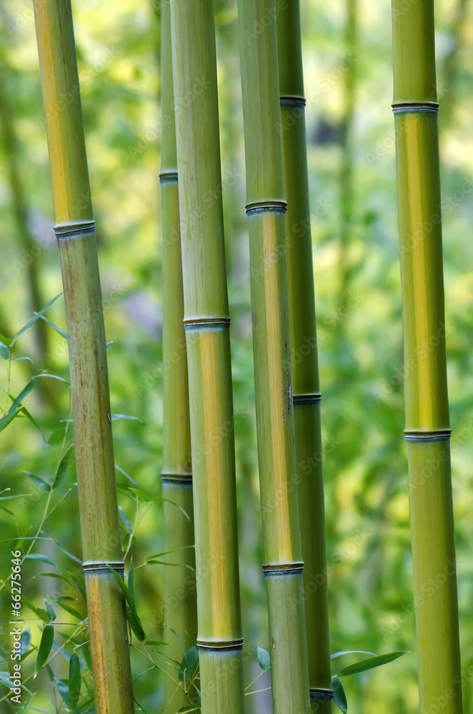 Obraz premium Green bamboo tree trunks, closeup