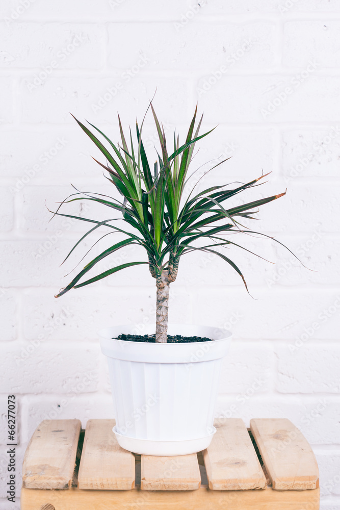 Fototapeta premium dracaena in white pot standing on wooden chair against white bri