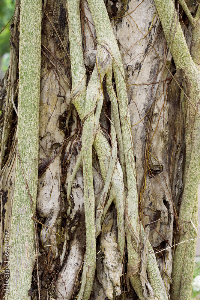 root of the tree root of the tree