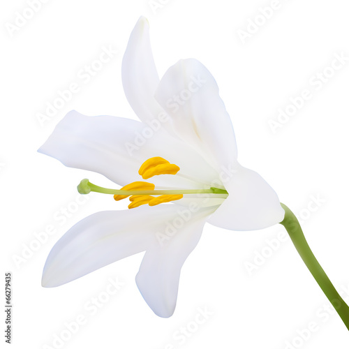 Fototapeta Naklejka Na Ścianę i Meble -  White lily. Photo-realistic Vector illustration. Isolated on whi