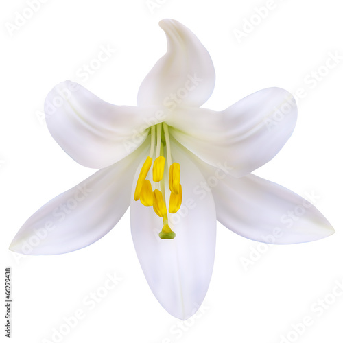 Fototapeta Naklejka Na Ścianę i Meble -  White lily. Photo-realistic Vector illustration. Isolated on whi