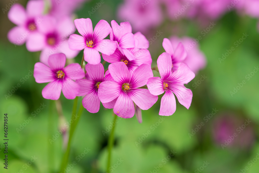 oxalis blooming oxalis blooming