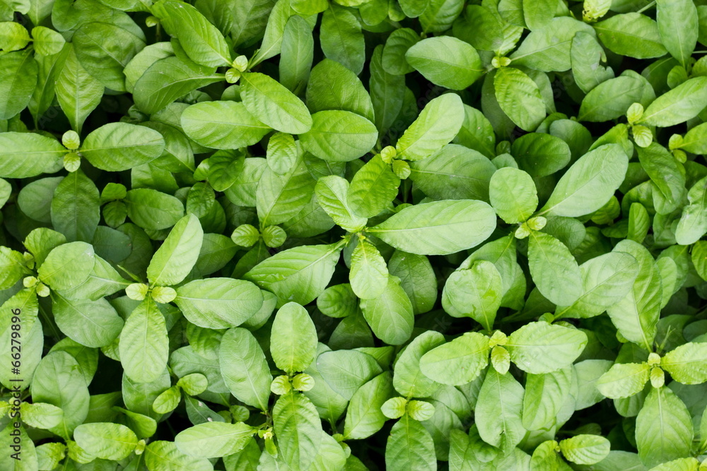 Green trees background