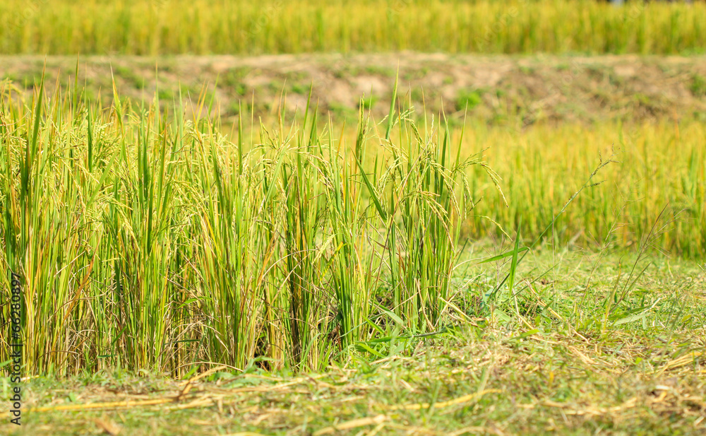 Rice field Rice field