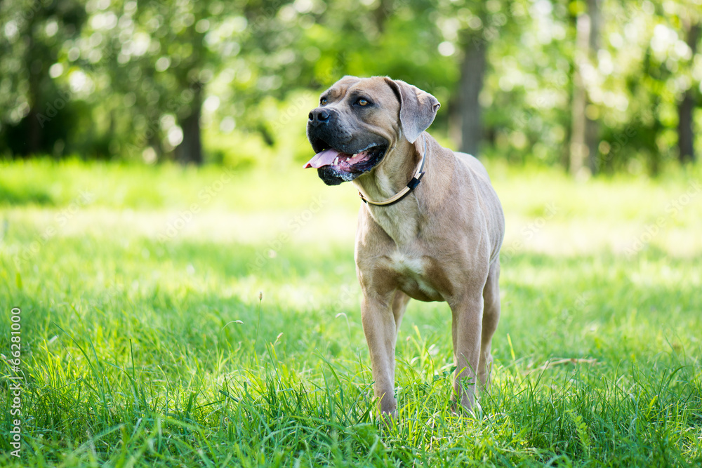 Purebred Cane Corso