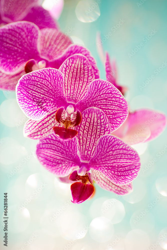 Fototapeta premium Orchidea.