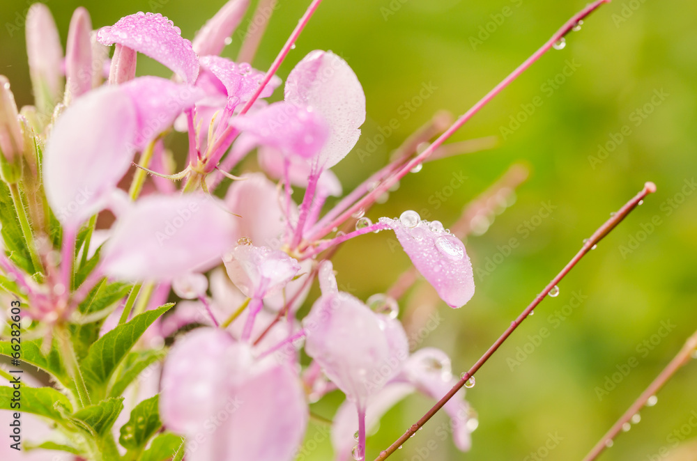 Fototapeta premium Cleome hassleriana or spider flower or spider plant