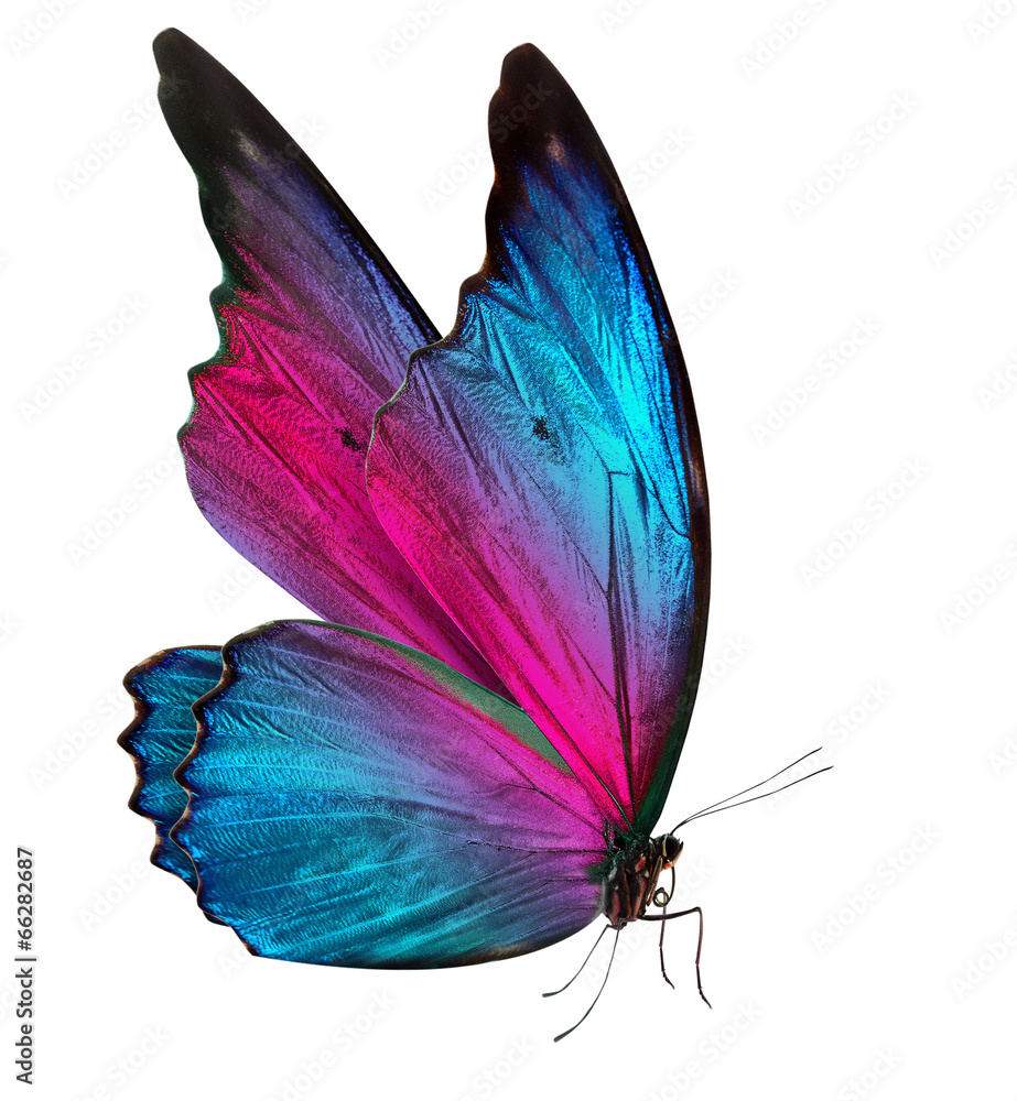 Fototapeta premium beautiful butterfly isolated on white