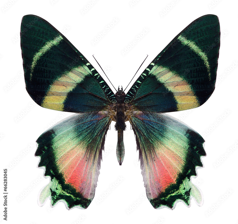 Naklejka premium beautiful butterfly isolated on white