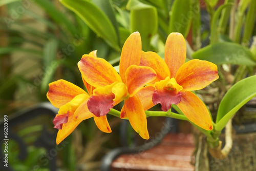 close up yellow Cattleya orchid with green garden background