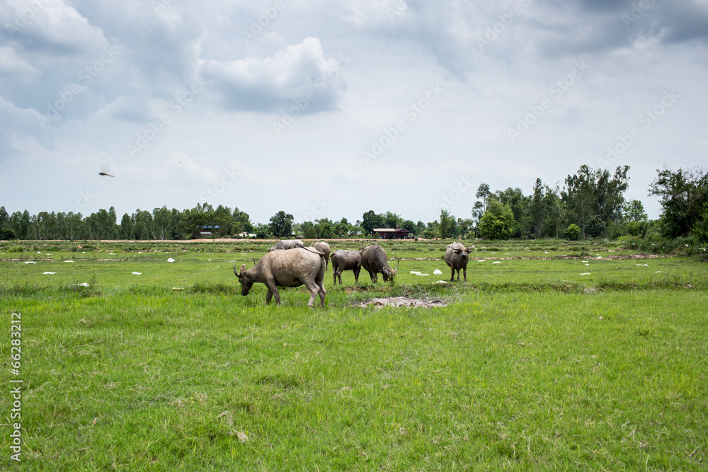Group of buffaloes on the green field Group of buffaloes on the green field