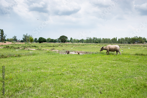 Fototapeta Naklejka Na Ścianę i Meble -  Group of buffaloes on the green field