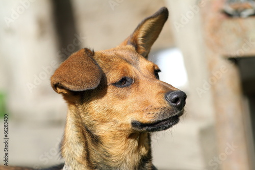 cute dog portrait