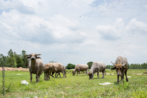 Wallpaper Mural Group of buffaloes on the green field Torontodigital.ca