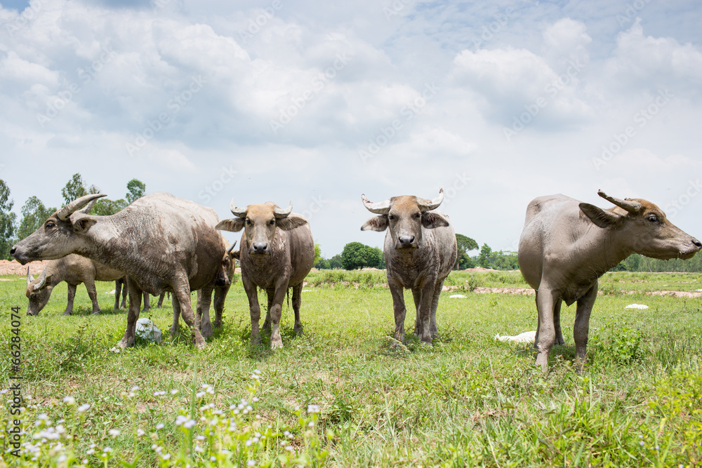 Group of buffaloes on the green field Group of buffaloes on the green field
