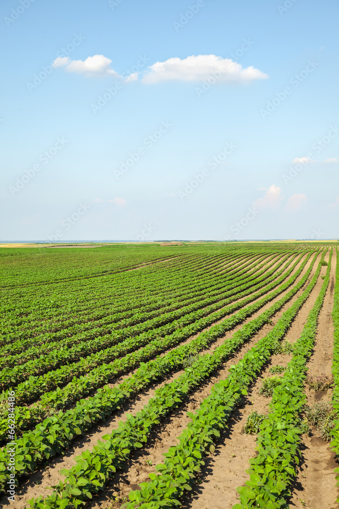 Crops in the field Crops in the field