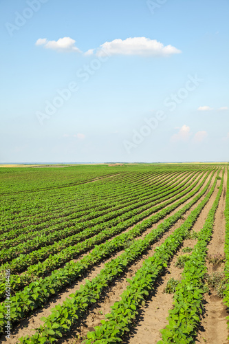 Crops in the field