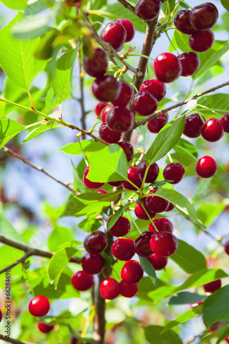 Red cherries on a tree