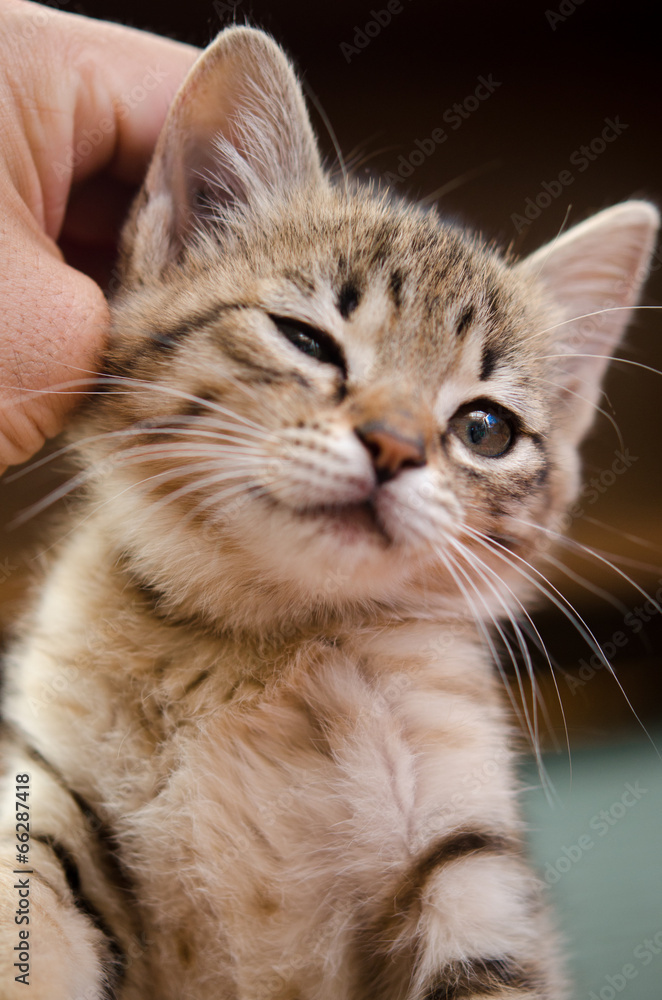 掻かれて喜ぶ子猫 掻かれて喜ぶ子猫
