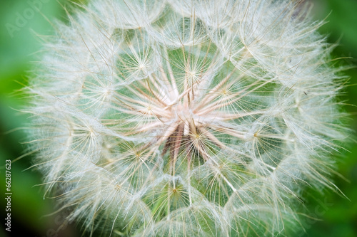 Pusteblume Nahaufnahme